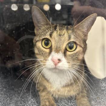 Splendid -  Domestic Short Hair Cat for Adoption in Salt Lake City, Utah - Splendid | PetCurious
