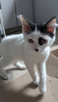 Quade -  Domestic Short Hair Cat for Adoption in Eureka, California - Quade | PetCurious