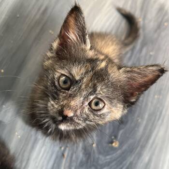 Paprika -  Domestic Short Hair Cat for Adoption in Elkton, Maryland - Paprika | PetCurious