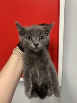 08530B Lisa -  Domestic Short Hair Cat for Adoption in North Charleston, South Carolina - 08530B Lisa | PetCurious