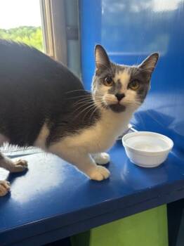 JILL -  Domestic Short Hair Cat for Adoption in Westminster, Maryland - JILL | PetCurious