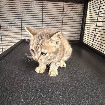 Pen -  Domestic Short Hair Cat for Adoption in Binghamton, New York - Pen | PetCurious