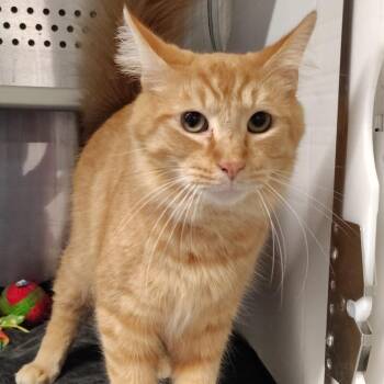 Chucky -  Domestic Medium Hair Cat for Adoption in Dearborn, Michigan - Chucky | PetCurious