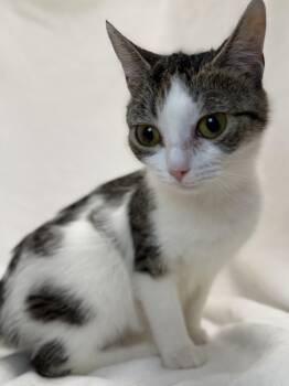 Domestic Short Hair and Tabby Cats Available for Adoption in Greensboro, North Carolina - Rain | PetCurious