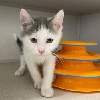 ASPEN -  Domestic Short Hair Cat for Adoption in Aurora, Colorado - ASPEN | PetCurious