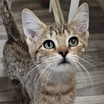 Rescue Domestic Short Hair Cats for Adoption in Austin, Texas - Pearl LH | PetCurious