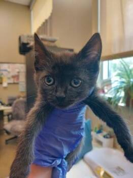 Strudel -  Domestic Short Hair Cat for Adoption in Fishers, Indiana - Strudel | PetCurious
