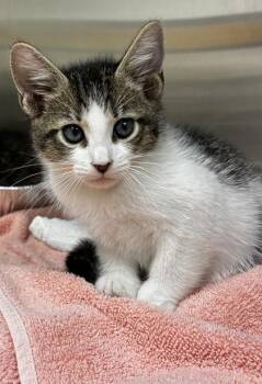 Domestic Short Hair Cats Available for Adoption in West Chester, Pennsylvania - North | PetCurious