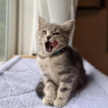 Habanero -  Domestic Short Hair Cat Available for Adoption in Mebane, North Carolina - Habanero | PetCurious