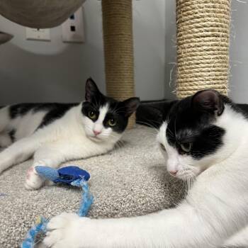 Domestic Short Hair Cats Available for Adoption - Chappell | PetCurious