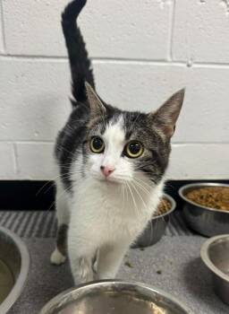 Smores -  Domestic Short Hair Cat for Adoption in Marion, Ohio - Smores | PetCurious