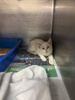 Kynlee -  Siamese and Manx Cat for Adoption in Sorrento, Louisiana - Kynlee | PetCurious