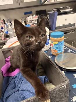 MORGANA -  Domestic Short Hair Cat for Adoption in Ontario, California - MORGANA | PetCurious