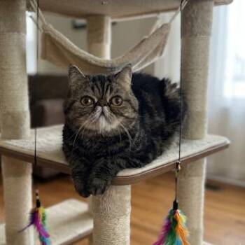 Blanche -  Persian Cat for Adoption in Fort Lauderdale, Florida - Blanche | PetCurious