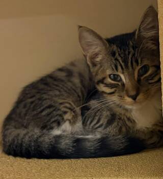 Barnaby S (sweet playful brother to Benji and Bridget) -  Domestic Short Hair Cat for Adoption in Stowe, Pennsylvania - Barnaby S (sweet Playful Brother To Benji And Bridget) | PetCurious