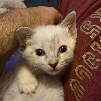 Domestic Short Hair and Siamese Cats Available for Adoption in Larkfield-wikiup, California - Nebula | PetCurious