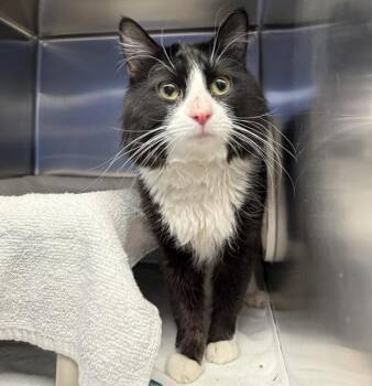 PEEK -A- BOO -  Domestic Medium Hair Cat for Adoption in Las Vegas, Nevada - PEEK -A- BOO | PetCurious