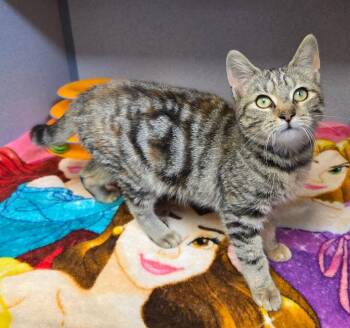 Rainbow Sprinkles -  Domestic Short Hair Cat for Adoption in Liverpool, New York - Rainbow Sprinkles | PetCurious