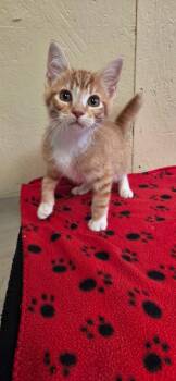 Carrot Top -  Domestic Short Hair Cat for Adoption in Shelbyville, Tennessee - Carrot Top | PetCurious