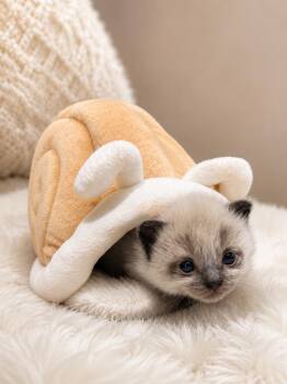 Venus -  Siamese Cat for Adoption in West Hollywood, California - Venus | PetCurious