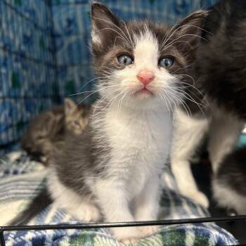 Domestic Short Hair Cats Available for Adoption - Groot | PetCurious