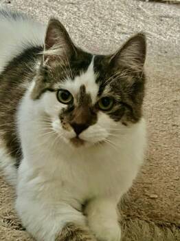 Domestic Medium Hair Cats Available for Adoption - Spruce | PetCurious