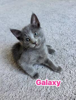 Galaxy -  Domestic Short Hair Cat for Adoption in Carrollton, Virginia - Galaxy | PetCurious