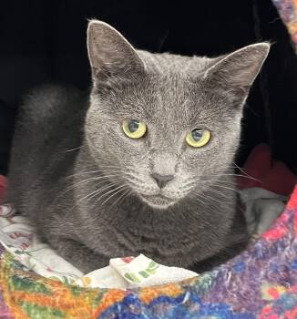 Grace -  Domestic Short Hair Cat for Adoption in Harrison, New York - Grace | PetCurious