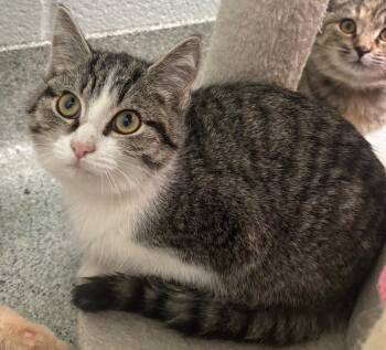 Rescue Domestic Short Hair Cats for Adoption in Frankfort, Kentucky - Koala | PetCurious
