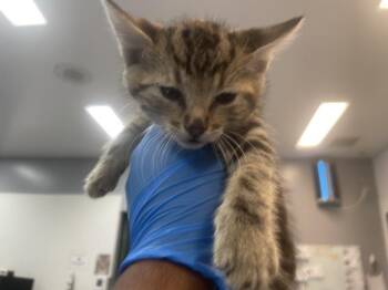 Domestic Short Hair Cats Available for Adoption in Thousand Palms, California - A1916346 | PetCurious