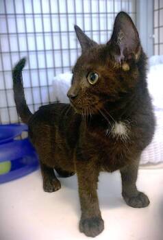 Kitten Poncho -  Domestic Short Hair Cat for Adoption in Seal Beach, California - Kitten Poncho | PetCurious