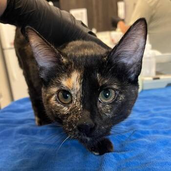 Apple Cider -  Domestic Short Hair Cat for Adoption in Oak Brook, Illinois - Apple Cider | PetCurious