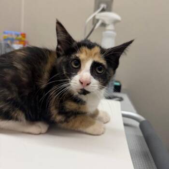 Princess Pounce -  Domestic Short Hair Cat for Adoption in Morganton, North Carolina - Princess Pounce | PetCurious