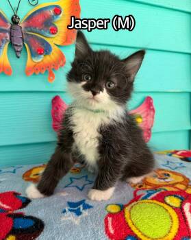 Jasper -  Domestic Medium Hair Cat for Adoption in Hermitage, Pennsylvania - Jasper | PetCurious