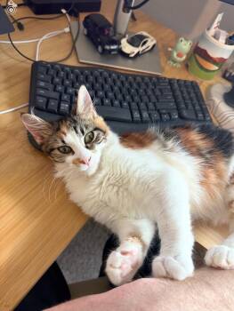 AMORA -  Domestic Long Hair Cat Available for Adoption in Hoyleton, Illinois - AMORA | PetCurious