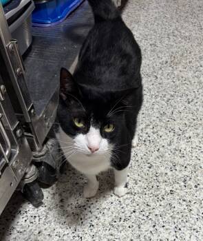 Rescue Domestic Short Hair Cats for Adoption in Fort Lupton, Colorado - Kumamoto | PetCurious