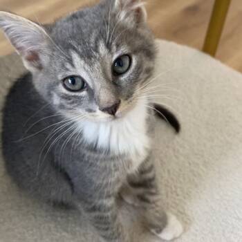 Rescue Domestic Short Hair Cats for Adoption - Riggs | PetCurious