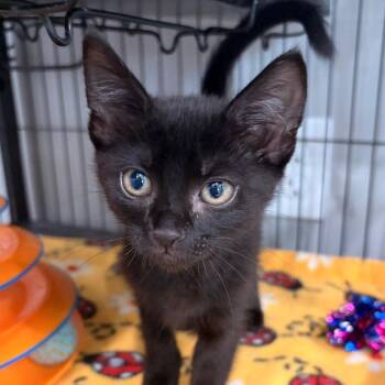 Flora -  Domestic Short Hair Cat for Adoption in Bradenton, Florida - Flora | PetCurious