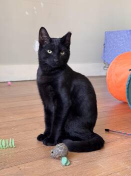 Basil -  Tabby Cat for Adoption in Los Angeles, California - Basil | PetCurious