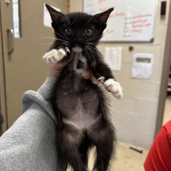 Leo -  Domestic Short Hair Cat for Adoption in Birmingham, Alabama - Leo | PetCurious