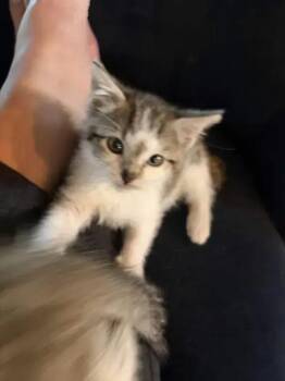 Candy(land) -  Domestic Short Hair Cat for Adoption in Wyoming, Michigan - Candy(land) | PetCurious