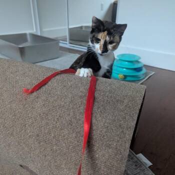 Scamps -  Domestic Short Hair Cat for Adoption in Los Angeles, California - Scamps | PetCurious