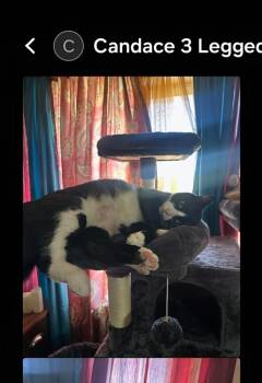 Rescue Domestic Short Hair Cats for Adoption in Thatcher, Arizona - Bart | PetCurious