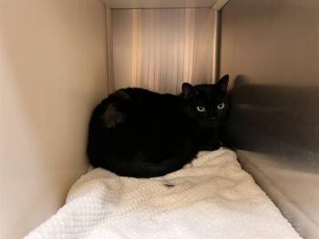 AMELIA -  Domestic Short Hair Cat for Adoption in Colorado Springs, Colorado - AMELIA | PetCurious