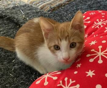 GEOFFREY -  Domestic Short Hair Cat for Adoption in Sacramento, California - GEOFFREY | PetCurious