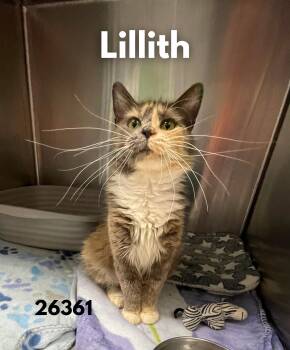 Tortoiseshell Cats Available for Adoption in Oak Ridge, Tennessee - Lillith | PetCurious