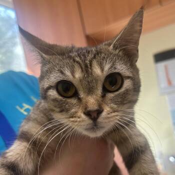 16 Bean Soup -  Domestic Short Hair Cat for Adoption in Wilmington, Delaware - 16 Bean Soup | PetCurious