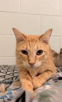 LIL GARFIELD -  Domestic Short Hair Cat for Adoption in Corpus Christi, Texas - LIL GARFIELD | PetCurious