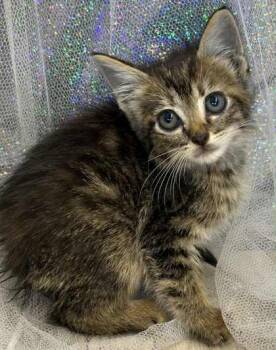 Rescue Domestic Short Hair Cats for Adoption in Shreveport, Louisiana - Rice Krispie | PetCurious