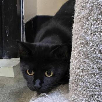 Domestic Short Hair Cats Available for Adoption - Sardonyx | PetCurious